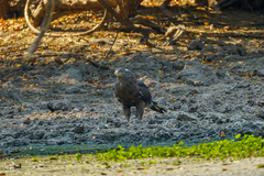 Circaetus cinerascens