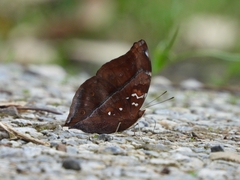 Doleschallia bisaltide