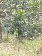 Flindersia australis