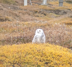 Bubo scandiacus