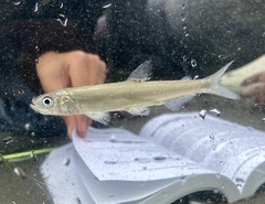 Night Smelt photo 1