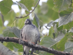 Spodiopsar cineraceus