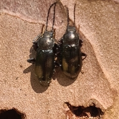 Helopini