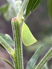 Siphanta acuta