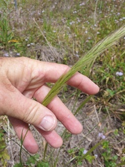Dichelachne micrantha