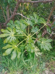 Fatsia japonica