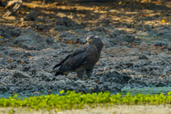 Circaetus cinerascens