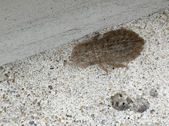 Ledromorpha planirostris
