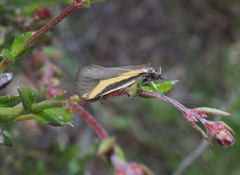 Philobota chrysopotama