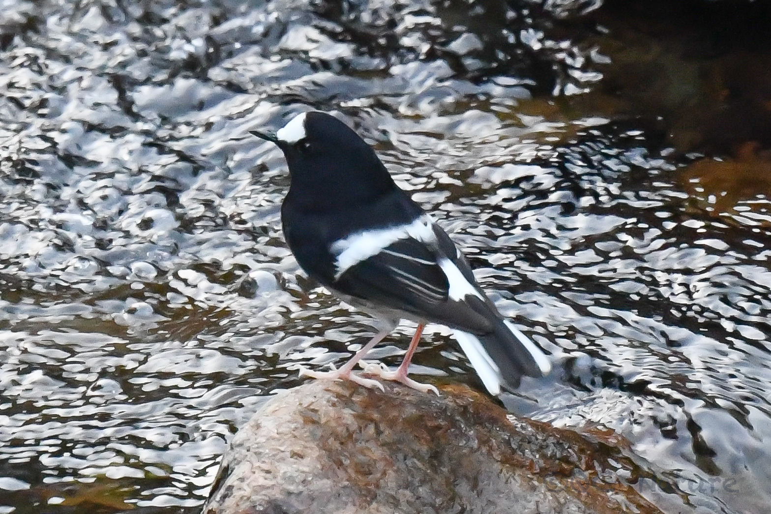 Little Forktail