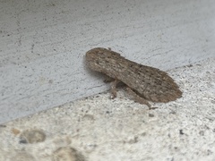 Ledromorpha planirostris