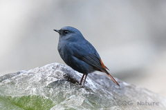 Phoenicurus fuliginosus