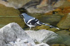 Enicurus schistaceus