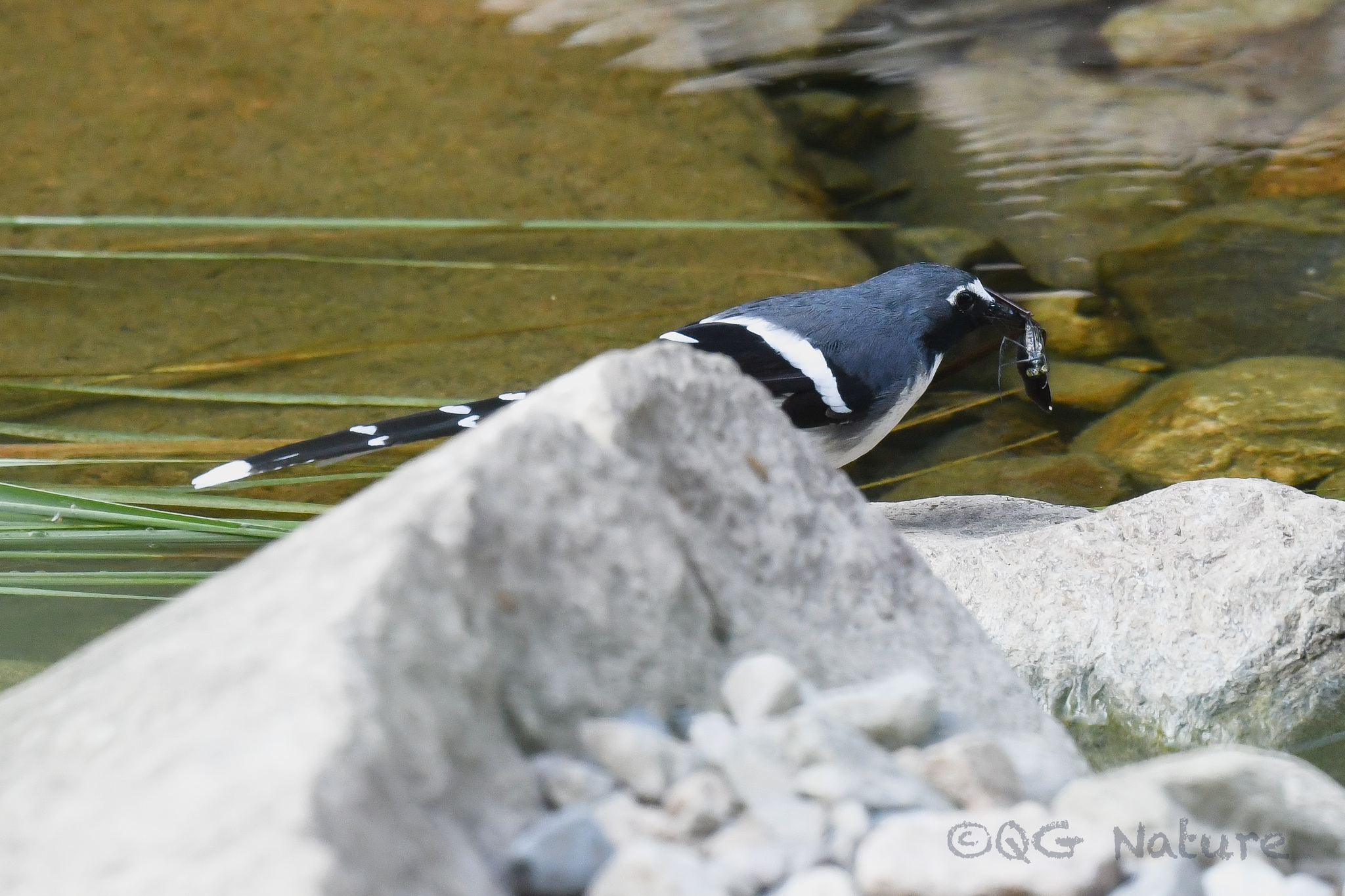 Slaty-backed Forktail