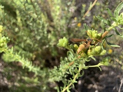 Paranthrene robiniae