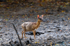 Nesotragus moschatus