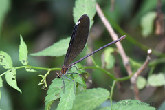 Matrona basilaris