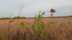Solidago canadensis