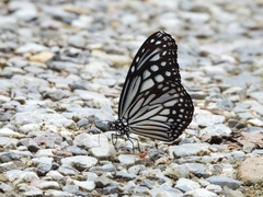 Parantica