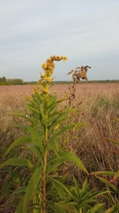 Solidago canadensis