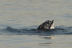 Otariidae