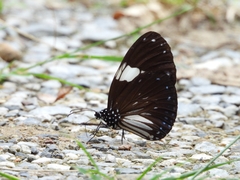 Euploea radamanthus