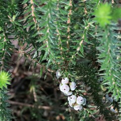 Acrotriche serrulata