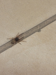 Trachelidae