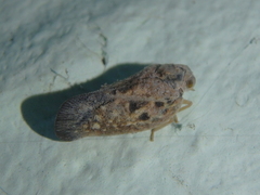 Metcalfa pruinosa