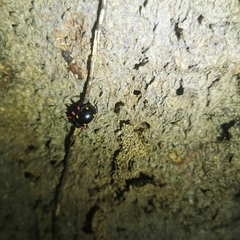 Eumorphus quadriguttatus