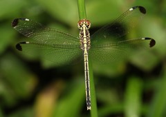 Hemistigma albipunctum