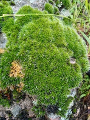 Didymodon