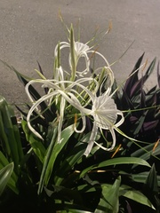 Hymenocallis speciosa