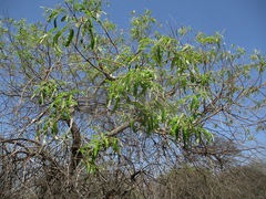 Ozoroa paniculosa