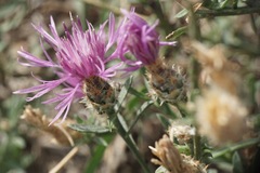 Centaurea glaberrima divergens