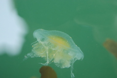 Phacellophora camtschatica