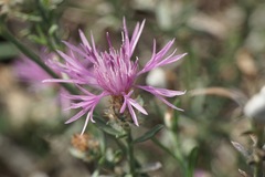 Centaurea glaberrima divergens