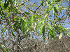 Ozoroa paniculosa