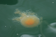 Phacellophora camtschatica