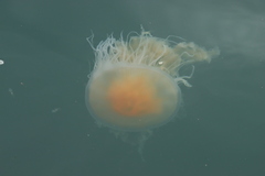 Phacellophora camtschatica