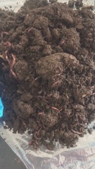 Eisenia