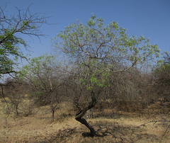 Ozoroa paniculosa