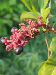 Phytolacca