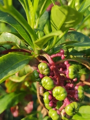 Phytolacca