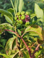 Phytolacca