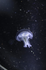 Phacellophora camtschatica