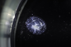 Phacellophora camtschatica