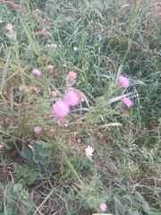 Carduus defloratus