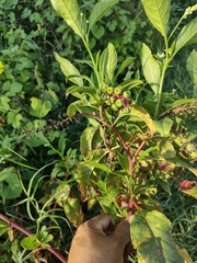 Phytolacca