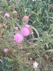 Carduus defloratus